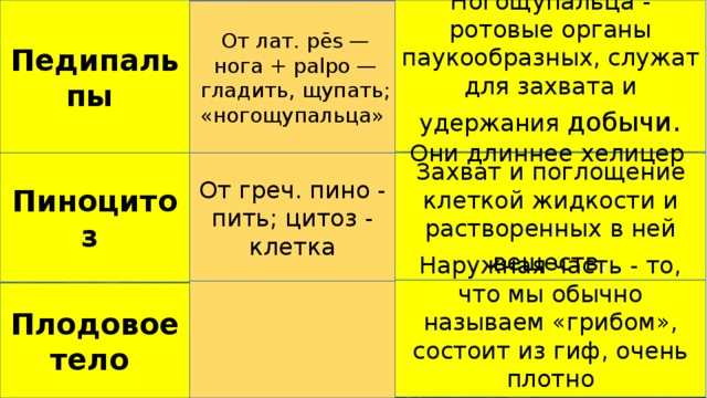 Ногощупальца - ротовые органы паукообразных, служат для захвата и удержания добычи . Они длиннее хелицер . Педипальпы От лат. pēs — нога + palpo — гладить, щупать; «ногощупальца»  Пиноцитоз От греч. пино - пить; цитоз - клетка Захват и поглощение клеткой жидкости и растворенных в ней веществ . Наружная часть - то, что мы обычно называем «грибом», состоит из гиф, очень плотно переплетенных . Плодовое тело 