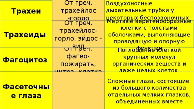 От греч. трахейлос -горло Воздухоносные дыхательные трубки у некоторых беспозвоночных . Трахеи От греч. трахейлос- горло, эйдос - вид Мертвые веретенообразные клетки с толстыми оболочками, выполняющие проводящую и опорную функции Трахеиды Фагоцитоз От греч. фагео- пожирать, цитоз- клетка Поглощение клеткой крупных молекул органических веществ и даже целых клеток. Фасеточные глаза Сложные глаза, состоящие из большого количества отдельных мелких глазков, объединенных вместе 