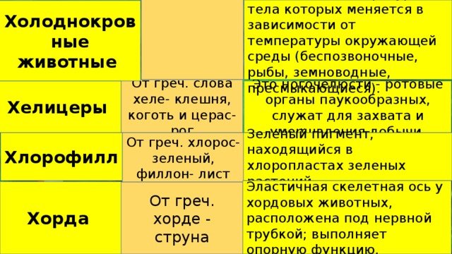 Животные, температура тела которых меняется в зависимости от температуры окружающей среды (беспозвоночные, рыбы, земноводные, пресмыкающиеся). Холоднокровные животные От греч. слова хеле- клешня, коготь и церас- рог Хелицеры Это ногочелюсти - ротовые органы паукообразных, служат для захвата и умерщвления добычи. От греч. хлорос- зеленый, филлон- лист Зеленый пигмент, находящийся в хлоропластах зеленых растений. Хлорофилл Эластичная скелетная ось у хордовых животных, расположена под нервной трубкой; выполняет опорную функцию. Хорда От греч. хорде - струна 