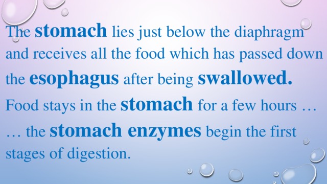 The stomach lies just below the diaphragm and receives all the food which has passed down the  esophagus after being swallowed. Food stays in the stomach for a few hours … … the stomach enzymes begin the first stages of digestion. 
