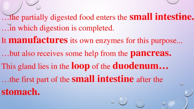 … the partially digested food enters the small intestine. … in which digestion is completed. It manufactures its own enzymes for this purpose... … but also receives some help from the pancreas. This gland lies in the  loop of the duodenum… … the first part of the small intestine  after the stomach. 