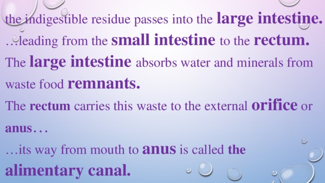 the indigestible residue passes into the large intestine. … leading from the small intestine  to the rectum. The large intestine  absorbs water and minerals from waste food remnants. The rectum carries this waste to the external orifice or anus … … its way from mouth to anus is called the alimentary canal. 