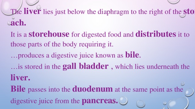 The  liver lies just below the diaphragm to the right of the stom­ach. It is a storehouse for digested food and distributes it to those parts of the body requiring it. … produces a digestive juice known as bile . … is stored in the gall bladder , which lies underneath the liver. Bile passes into the duodenum  at the same point as the digestive juice from the pancreas. 
