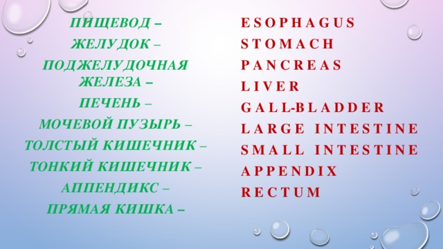 E s o p h a g u s пищевод – S t o m a c h желудок  – поджелудочная железа – P a n c r e a s печень  – L I v e r мочевой пузырь – G a l l-b l a d d e r L a r g e I n t e s t I n e толстый кишечник – S m a l l I n t e s t I n e тонкий кишечник – A p p e n d I x аппендикс – R e c t u m прямая кишка –    