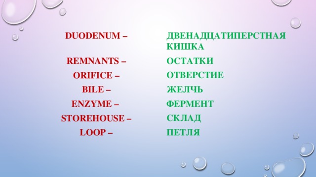 duodenum – двенадцатиперстная кишка  остатки remnants – отверстие orifice – желчь bile – фермент склад enzyme – storehouse – петля  loop –  