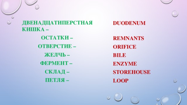  Двенадцатиперстная  кишка – Остатки – отверстие – желчь – фермент – склад – петля –  duodenum  remnants orifice bile enzyme storehouse loop  
