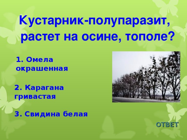 Кустарник-полупаразит, растет на осине, тополе? 1. Омела окрашенная 2. Карагана гривастая 3. Свидина белая ОТВЕТ 