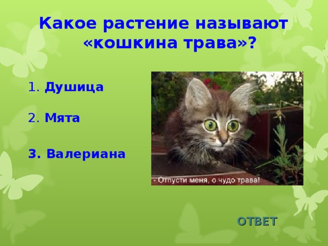 Какое растение называют «кошкина трава»?  1. Душица  2. Мята 3. Валериана ОТВЕТ 