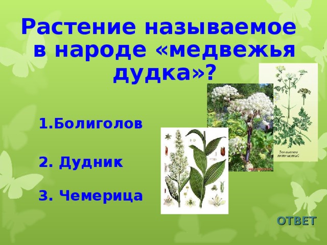 Растение называемое в народе «медвежья дудка»? 1.Болиголов 2. Дудник 3. Чемерица ОТВЕТ 