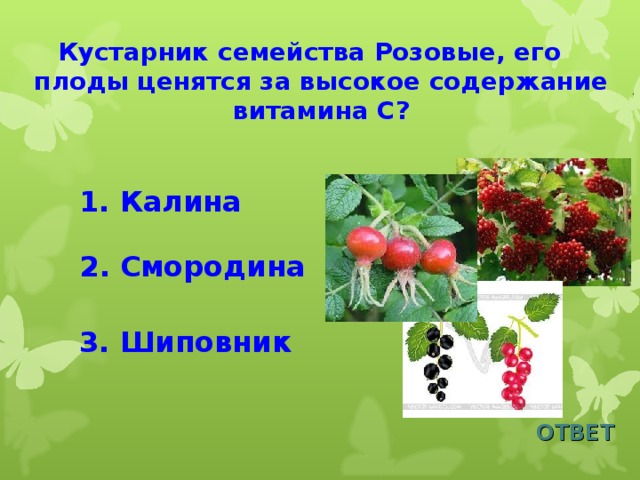 Кустарник семейства Розовые, его плоды ценятся за высокое содержание витамина С? 1. Калина  2. Смородина 3. Шиповник ОТВЕТ 