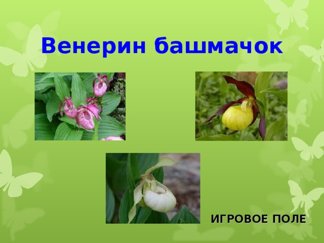 Венерин башмачок  ИГРОВОЕ ПОЛЕ 