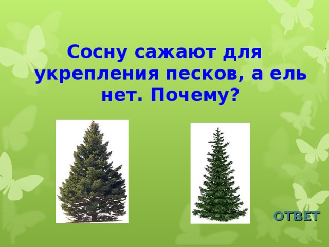 Сосну сажают для укрепления песков, а ель нет. Почему? ОТВЕТ 