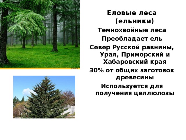 Типы еловых лесов. Преобладающий вид елового леса. Еловый лес преобладающие виды. Преобладающий вид в еловом лесу. Преобладающие виды в еловом лесу.