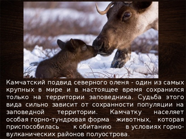 Камчатский подвид северного оленя - один из самых крупных в мире и в настоящее время сохранился только на территории заповедника. Судьба этого вида сильно зависит от сохранности популяции на заповедной территории. Камчатку населяет особая горно-тундровая форма животных, которая приспособилась к обитанию в условиях горно-вулканических районов полуострова. 