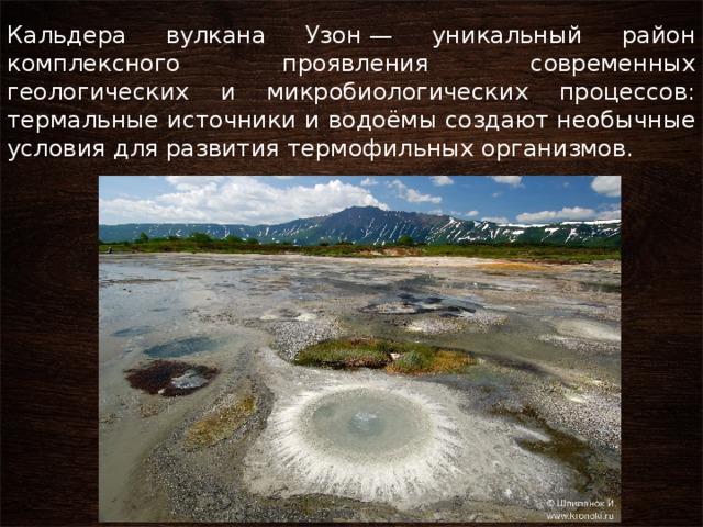 Кальдера вулкана Узон — уникальный район комплексного проявления современных геологических и микробиологических процессов: термальные источники и водоёмы создают необычные условия для развития термофильных организмов. 