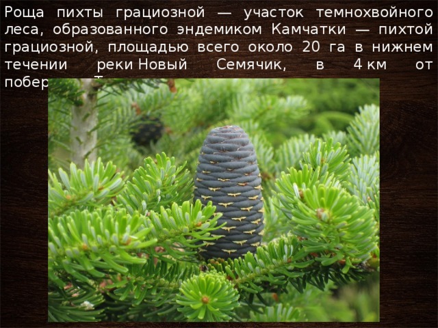 Роща пихты грациозной — участок темнохвойного леса, образованного эндемиком Камчатки — пихтой грациозной, площадью всего около 20 га в нижнем течении реки Новый Семячик, в 4 км от побережья Тихого океана. 