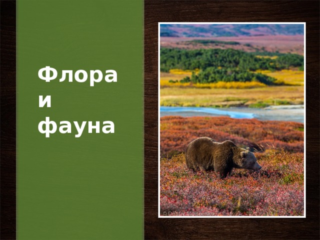 Флора и фауна   