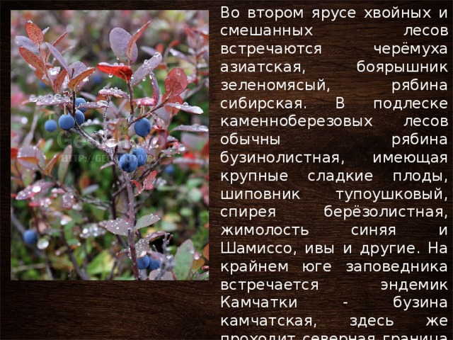Во втором ярусе хвойных и смешанных лесов встречаются черёмуха азиатская, боярышник зеленомясый, рябина сибирская. В подлеске каменноберезовых лесов обычны рябина бузинолистная, имеющая крупные сладкие плоды, шиповник тупоушковый, спирея берёзолистная, жимолость синяя и Шамиссо, ивы и другие. На крайнем юге заповедника встречается эндемик Камчатки - бузина камчатская, здесь же проходит северная граница распространения этого вида. 