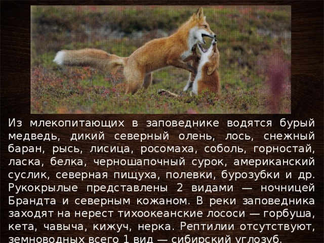 Из млекопитающих в заповеднике водятся бурый медведь, дикий северный олень, лось, снежный баран, рысь, лисица, росомаха, соболь, горностай, ласка, белка, черношапочный сурок, американский суслик, северная пищуха, полевки, бурозубки и др. Рукокрылые представлены 2 видами — ночницей Брандта и северным кожаном. В реки заповедника заходят на нерест тихоокеанские лососи — горбуша, кета, чавыча, кижуч, нерка. Рептилии отсутствуют, земноводных всего 1 вид — сибирский углозуб. 