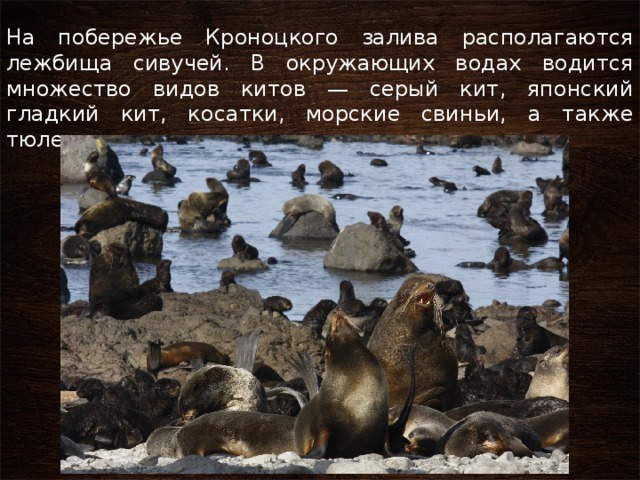 На побережье Кроноцкого залива располагаются лежбища сивучей. В окружающих водах водится множество видов китов — серый кит, японский гладкий кит, косатки, морские свиньи, а также тюлени и морские выдры — каланы. 