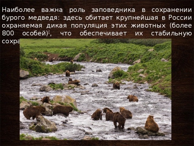 Наиболее важна роль заповедника в сохранении бурого медведя: здесь обитает крупнейшая в России охраняемая дикая популяция этих животных (более 800 особей) [ , что обеспечивает их стабильную сохранность на полуострове. 