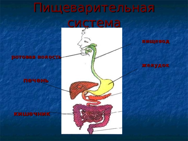 Организм человека 3 класс окружающий мир презентация плешаков презентация