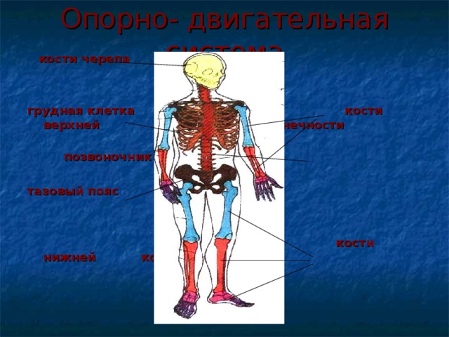 Строение тела человека 3 класс окружающий мир перспектива презентация