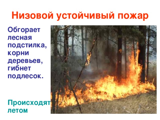Низовой устойчивый пожар  Обгорает лесная подстилка, корни деревьев, гибнет подлесок.   Происходятлетом