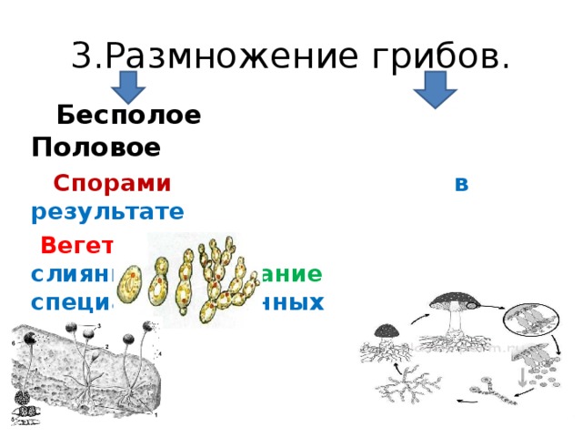 Половые споры грибов