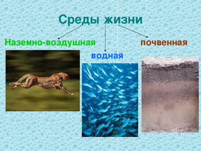 Среды жизни Наземно-воздушная  почвенная водная  