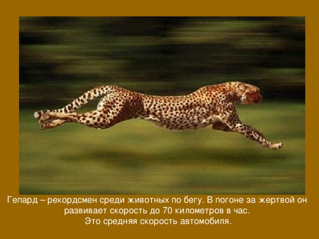Гепард – рекордсмен среди животных по бегу. В погоне за жертвой он развивает скорость до 70 километров в час. Это средняя скорость автомобиля. 