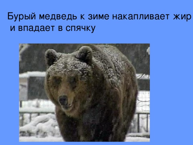 Медведь зимой впадает в спячку. Медведь накапливает жир. Медведь впадает в зимнюю спячку.