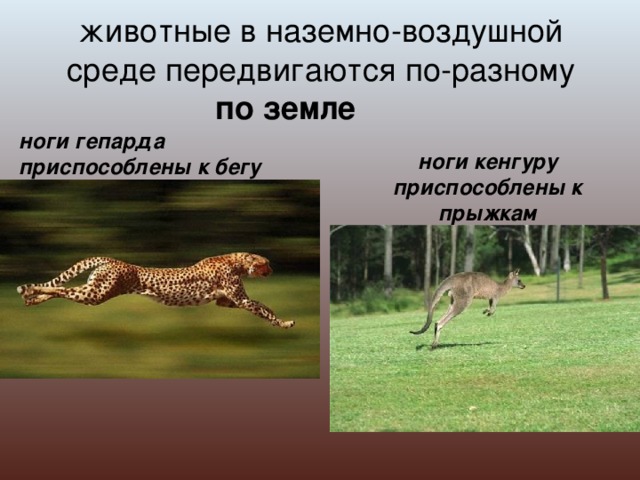 животные в наземно-воздушной среде передвигаются по-разному по земле ноги гепарда приспособлены к бегу ноги кенгуру приспособлены к прыжкам 