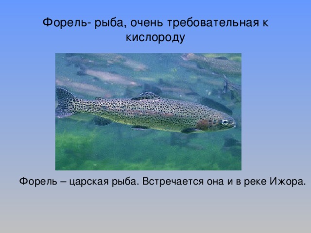 Форель- рыба, очень требовательная к кислороду Форель – царская рыба. Встречается она и в реке Ижора. 
