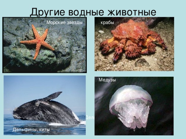 Другие водные животные Морские звезды крабы Медузы Дельфины, киты Дельфины, киты 