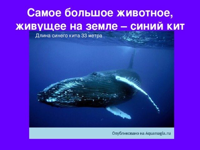 Самое большое животное, живущее на земле – синий кит Длина синего кита 33 метра 