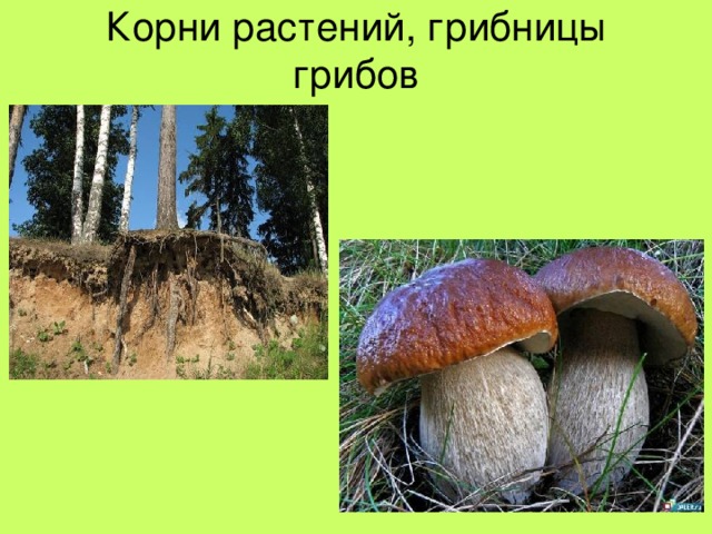 Корни растений, грибницы грибов 