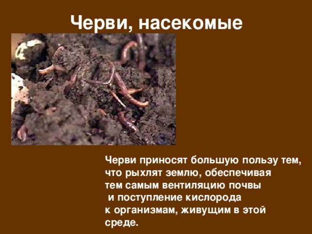 Черви, насекомые Черви приносят большую пользу тем, что рыхлят землю, обеспечивая тем самым вентиляцию почвы  и поступление кислорода к организмам, живущим в этой среде. 