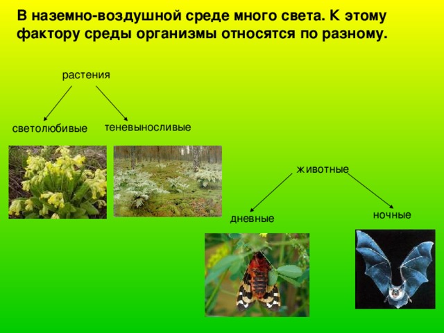 В наземно-воздушной среде много света. К этому фактору среды организмы относятся по разному. 