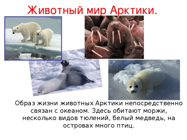 Текст мир холоден. Животные Арктики презентация. Окружающий мир животные Арктики. Презентация на тему Арктика. Животный мир Арктики 1 класс.