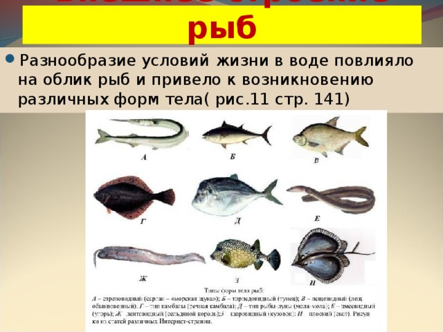 Внешнее строение рыб Разнообразие условий жизни в воде повлияло на облик рыб и привело к возникновению различных форм тела( рис.11 стр. 141) 