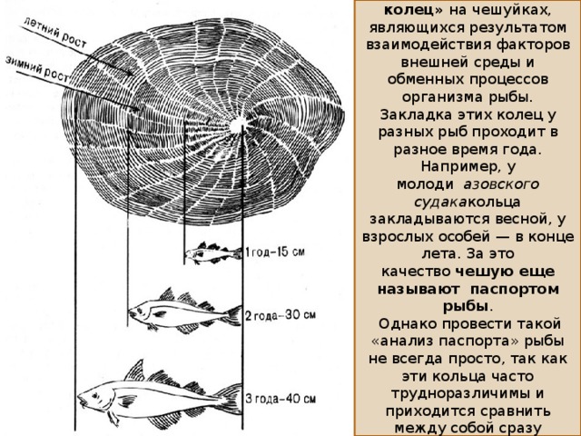 Проходящие рыбы. Строение чешуи рыбы 7 класс. Строение чешуи рыбы 7 класс биология. Строение годовых колец чешуи. Годовые кольца на чешуе рыбы.