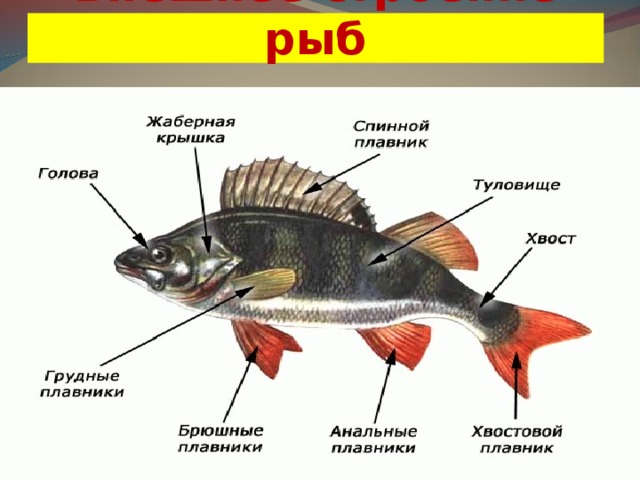 Внешнее строение рыб 