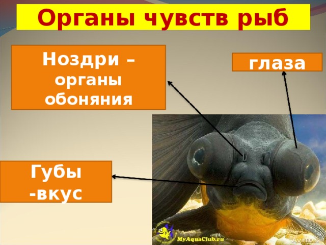Органы чувств рыб Ноздри – органы обоняния глаза Губы -вкус 