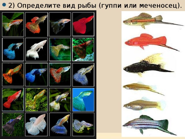 2) Определите вид рыбы (гуппи или меченосец).           