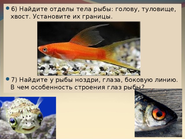 6) Найдите отделы тела рыбы: голову, туловище, хвост. Установите их границы.       7) Найдите у рыбы ноздри, глаза, боковую линию. В чем особенность строения глаз рыбы? 