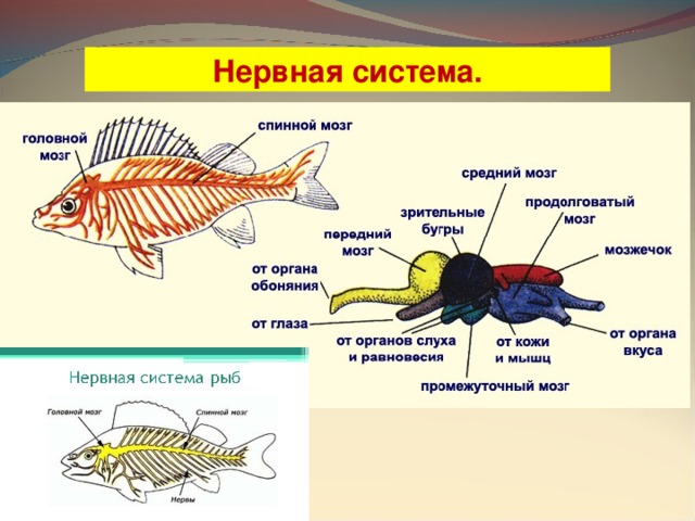 Нервная система. 