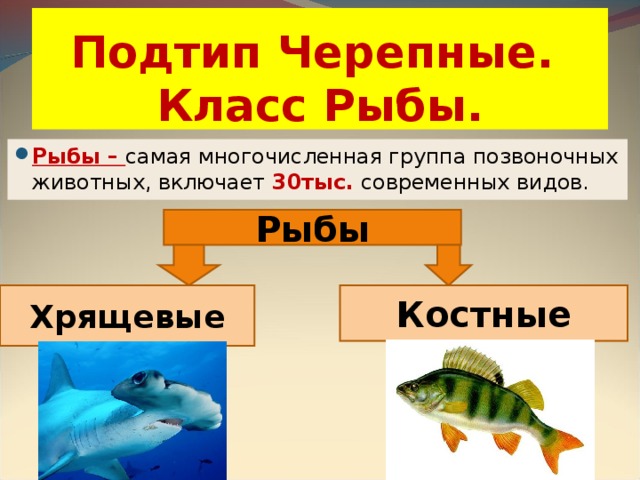 Подтип Черепные.  Класс Рыбы. Рыбы – самая многочисленная группа позвоночных животных, включает 30тыс. современных видов. Рыбы Хрящевые Костные 