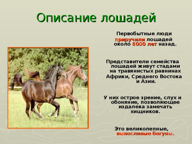 Описание лошадей  Первобытные люди  приручили лошадей  около 6000 лет назад.    Представители семейства лошадей живут стадами  на травянистых равнинах  Африки, Среднего Востока  и Азии.    У них острое зрение, слух и обоняние, позволяющее издалека замечать хищников.   Это великолепные, выносливые бегуны.   