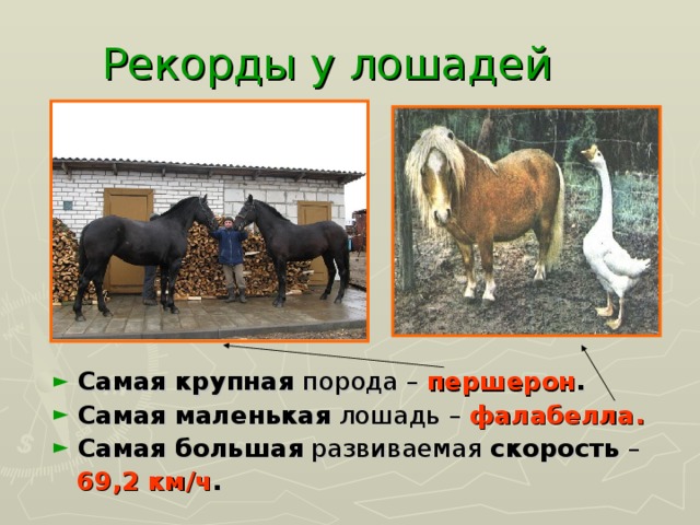 Рекорды у лошадей Самая крупная порода – першерон . Самая маленькая лошадь – фалабелла. Самая большая развиваемая скорость –  69,2 км/ч . 